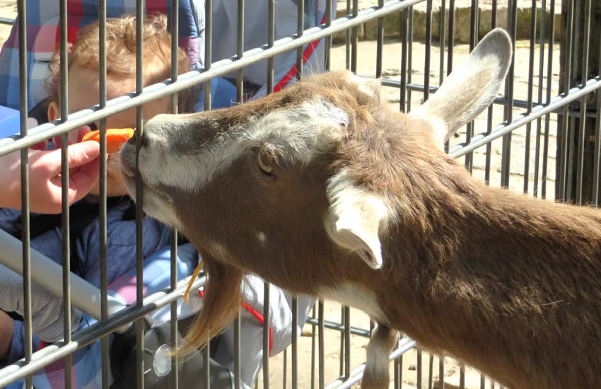 the Ziegenhof, or 'goat courtyard'