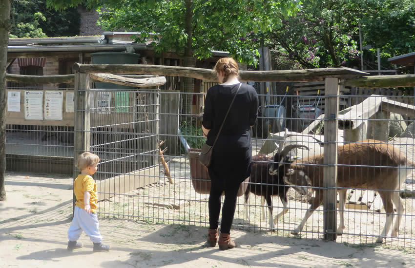 Feeding goats in the 'Ziegenhof, Charlottenburg, Berlin