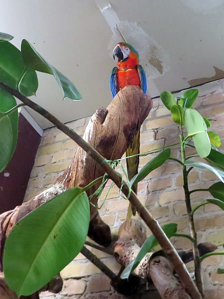 A magnificent parrot presides over berlin's Blumencafe