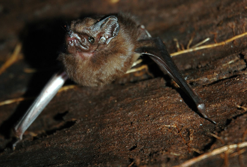 Bats in Berlin: the Fledermauskeller or Bat Cellar in the city's Spandau Citadel