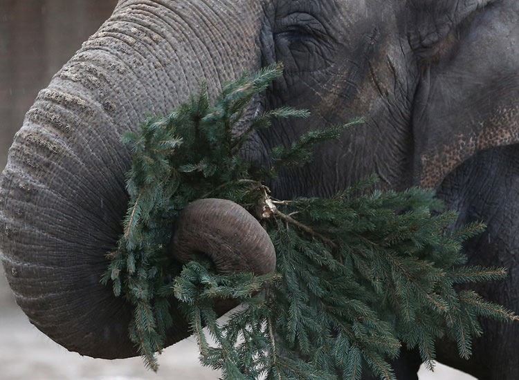 An elephant munches on a Christmas tree at Berlin Zoo