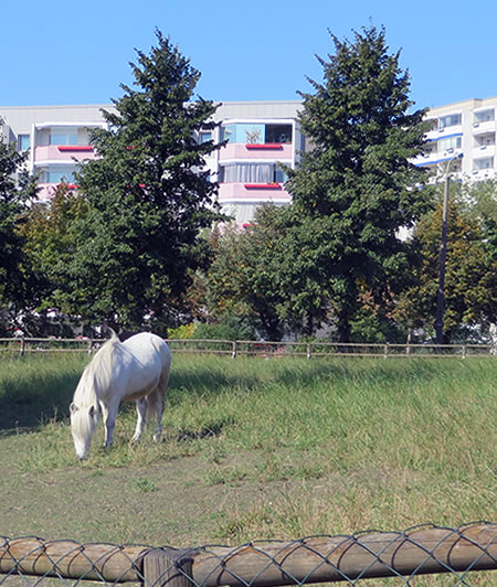 Horses graze near a busy motorway in the tiny, historic village of Alt-Marzahn, Berlin