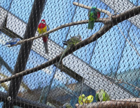 Discover Berlin's exotic bird aviaries