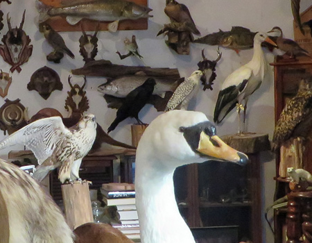 Taxidermist in Berlin's Steglitz