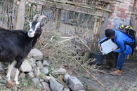 A kids playground and city farm