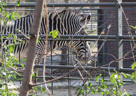 Spot the zebra - Berlin zoo