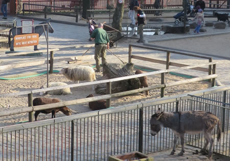 Animal petting area, Berlin zoo. See it for free!