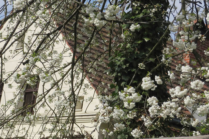 Spring blossom in the historic 'village' of Rixdorf, Neukoelln, Berlin