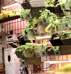 Berlin's innovative INfarm cafe, where green produce is farmed indoors